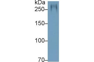 Detection of MUC5AC in Rat Stomach lysate using Polyclonal Antibody to Mucin 5 Subtype AC (MUC5AC) (MUC5AC 抗体  (AA 2662-2755))