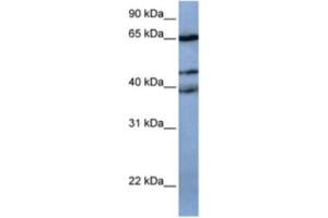 Western Blotting (WB) image for anti-Zinc Finger Protein 681 (ZNF681) antibody (ABIN2463452) (ZNF681 抗体)