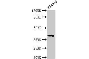 Western Blot Positive WB detected in: Mouse kidney tissue All lanes: Wnt3 antibody at 3. (WNT3 抗体  (AA 22-355))