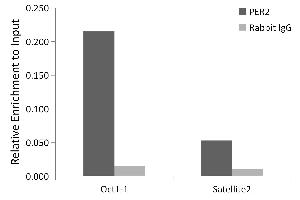 Chromatin immunoprecipitation analysis of extracts of MCF7 cells, using PER2 antibody (ABIN7269224) and rabbit IgG. (PER2 抗体)