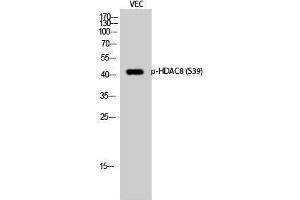 Western Blotting (WB) image for anti-Histone Deacetylase 8 (HDAC8) (pSer39) antibody (ABIN3179448) (HDAC8 抗体  (pSer39))