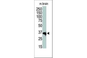 The anti-HDAC11 Pab (ABIN387965 and ABIN2844703) is used in Western blot to detect HDAC11 in mouse brain tissue lysate. (HDAC11 抗体  (C-Term))