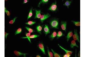 Immunofluorescence of HeLa cells showing strong nuclear lamina staining of lamin A/C in red and vimentin ( ABIN361371) in green. (Lamin A/C 抗体)