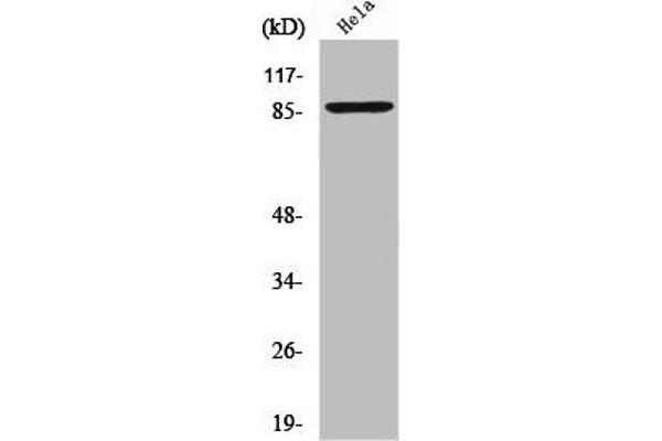 ZNF337 抗体  (Internal Region)