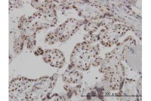Image no. 1 for anti-ADP-Ribosylation-Like Factor 6 Interacting Protein 4 (ARL6IP4) (AA 261-361) antibody (ABIN466208) (ARL6IP4 抗体  (AA 261-361))