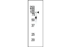 Western blot analysis of anti-EphA1 N-term Pab in HeLa cell lysate. (EPHA1 抗体  (N-Term))