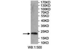 Western blot analysis of recombinant protein using SYT14 Antibody. (SYT14 抗体  (AA 272-459))