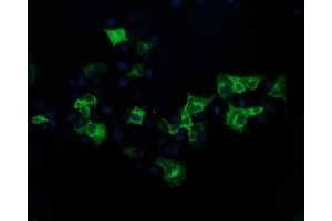Anti-BECN1 mouse monoclonal antibody (ABIN2454298) immunofluorescent staining of COS7 cells transiently transfected by pCMV6-ENTRY BECN1 (RC201629). (Beclin 1 抗体)