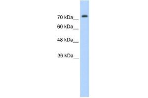 Pannexin 2 antibody used at 1. (Pannexin 2 抗体  (N-Term))