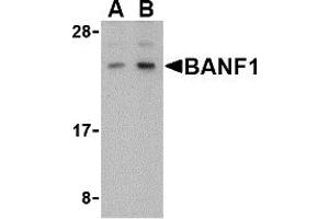 Western Blotting (WB) image for anti-Barrier To Autointegration Factor 1 (BANF1) (C-Term) antibody (ABIN1030282) (BANF1 抗体  (C-Term))