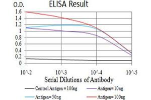 Fig. (IDH1 抗体  (AA 156-298))