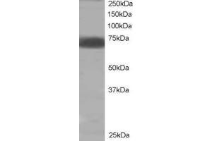 ABIN184604 staining (2µg/ml) of human muscle lysate (RIPA buffer, 35µg total protein per lane). (PTPN11 抗体  (C-Term))