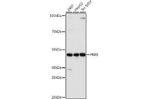 Western blot analysis of extracts of various cell lines, using PRR5 antibody (ABIN7269555) at 1:1000 dilution. (PRR5 抗体  (AA 109-388))