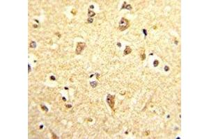IHC analysis of FFPE human brain stained with SOX4 antibody (SOX4 抗体  (AA 269-297))