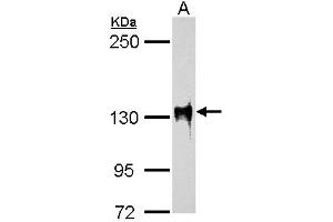 WB Image SAP130 antibody [C3], C-term detects SAP130 protein by western blot analysis. (SF3B3 抗体  (C-Term))