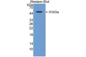 Western Blot; Sample: Recombinant protein. (ENO2/NSE 抗体  (AA 1-434))