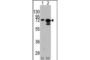Western blot analysis of HSA (arrow) using rabbit polyclonal HSA Antibody  (ABIN391831 and ABIN2841674). (HSP70 1A 抗体  (AA 503-532))