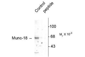 Image no. 1 for anti-Syntaxin Binding Protein 1 (STXBP1) (pSer515) antibody (ABIN372671) (STXBP1 抗体  (pSer515))