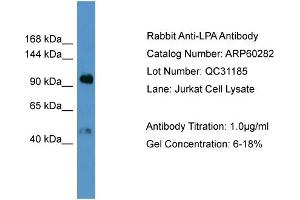 WB Suggested Anti-LPA  Antibody Titration: 0. (Lp(a) 抗体  (N-Term))