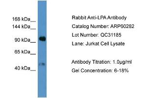 WB Suggested Anti-LPA  Antibody Titration: 0. (LPA 抗体  (N-Term))