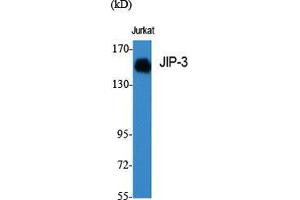 Western Blot (WB) analysis of specific cells using JIP-3 Polyclonal Antibody.