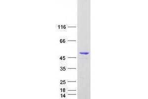 Western Blotting (WB) image for Synaptotagmin Like Protein 2 (SYTL2) (Transcript Variant E) protein (Myc-DYKDDDDK Tag) (ABIN2733139)