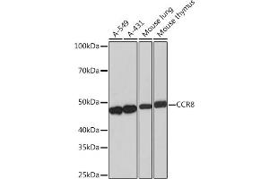 Western blot analysis of extracts of various cell lines, using CCR8 Rabbit mAb (ABIN1683150, ABIN3018779, ABIN3018780 and ABIN7101661) at 1:1000 dilution. (CCR8 抗体)