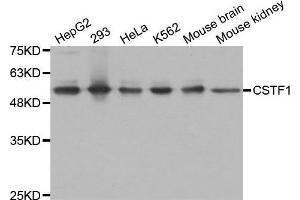 Western Blotting (WB) image for anti-Cleavage Stimulation Factor, 3' Pre-RNA, Subunit 1, 50kDa (CSTF1) antibody (ABIN1876944) (CSTF1 抗体)