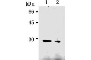 Western Blotting (WB) image for anti-Caspase 14, Apoptosis-Related Cysteine Peptidase (CASP14) antibody (ABIN567789) (CASP14 抗体)