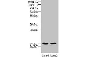 Western blot All lanes: CNIH4 antibody at 0. (CNIH4 抗体  (AA 78-117))