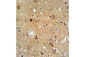 Immunohistochemistry analysis in formalin fixed and paraffin embedded brain tissue reacted with Oxytocin Antibody (Center) followed which was peroxidase conjugated to the secondary antibody and followed by DAB staining. (Oxytocin 抗体  (Middle Region))