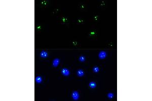 Immunofluorescence (IF) image for anti-NOP58 Ribonucleoprotein (NOP58) (AA 360-529) antibody (ABIN1681073)