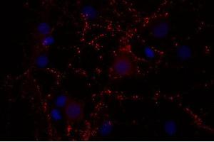 Indirect immunostaining of PFA fixed rat hippocampus neurons (dilution 1 : 500; red). (Synaptoporin 抗体  (AA 250-265))