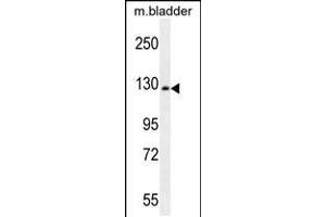 Western blot analysis in mouse bladder tissue lysates (35ug/lane). (Chordin 抗体  (N-Term))