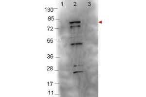 Western blot showing detection of 0. (Flagellin 抗体)