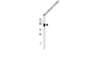 All lanes : Anti-His Tag Antibody at 1:2000 dilution Lane 1: recombinant protein with His tag lysate Lysates/proteins at 20 μg per lane.