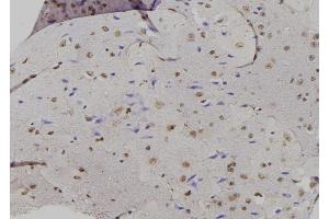 ABIN6276885 at 1/100 staining Mouse brain tissue by IHC-P. (GADD45A 抗体  (N-Term))