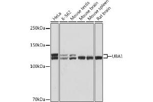 Western blot analysis of extracts of various cell lines, using UB Rabbit mAb (ABIN7271185) at 1:1000 dilution. (UBA1 抗体)