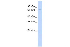 Western Blot showing GTPBP1 antibody used at a concentration of 1-2 ug/ml to detect its target protein. (GTPBP1 抗体  (N-Term))