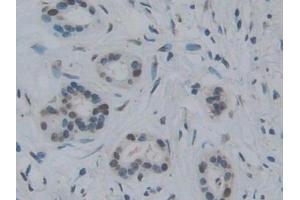Immunohistochemistry (IHC) image for anti-Torsin Family 1, Member A (Torsin A) (TOR1A) (AA 33-321) antibody (ABIN7443317)