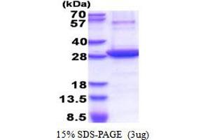 SDS-PAGE (SDS) image for 5'-Nucleotidase, Ecto (CD73) (NT5E) (AA 27-252) protein (His tag) (ABIN5853510) (CD73 Protein (AA 27-252) (His tag))