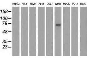 Western blot analysis of extracts (35 µg) from 9 different cell lines by using anti-KLHL2 monoclonal antibody. (KLHL2 抗体  (AA 1-100, AA 494-593))