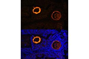 Immunofluorescence analysis of mouse oophoroma cells using ZP3 antibody (ABIN6134464, ABIN6150536, ABIN6150538 and ABIN6217045) at dilution of 1:100. (Zona Pellucida Glycoprotein 3 抗体  (AA 250-350))