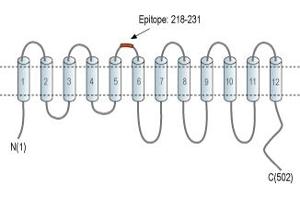 Representative domain view of the target of ABIN7885516.