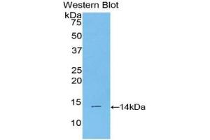 Detection of Recombinant BMP2, Mouse using Polyclonal Antibody to Bone Morphogenetic Protein 2 (BMP2) (BMP2 抗体  (AA 281-394))