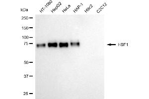 Western blotting analysis using HSF1 antibody (ABIN7798862). (Recombinant HSF1 抗体)
