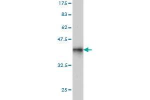 Western Blot detection against Immunogen (37. (SHMT1 抗体  (AA 374-482))