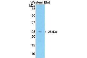 Western Blotting (WB) image for anti-Fibroblast Growth Factor 15 (FGF15) (AA 25-218) antibody (ABIN1858867) (FGF15 抗体  (AA 25-218))