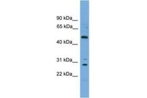 Image no. 1 for anti-Unc-51-Like Kinase 3 (ULK3) (AA 324-373) antibody (ABIN6745368) (ULK3 抗体  (AA 324-373))