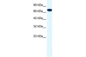 Western Blotting (WB) image for anti-Ring Finger Protein 112 (RNF112) antibody (ABIN2460870) (RNF112 抗体)